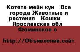 Котята мейн кун - Все города Животные и растения » Кошки   . Ярославская обл.,Фоминское с.